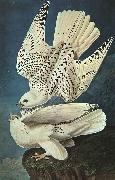 John James Audubon White Gerfalcons Germany oil painting artist